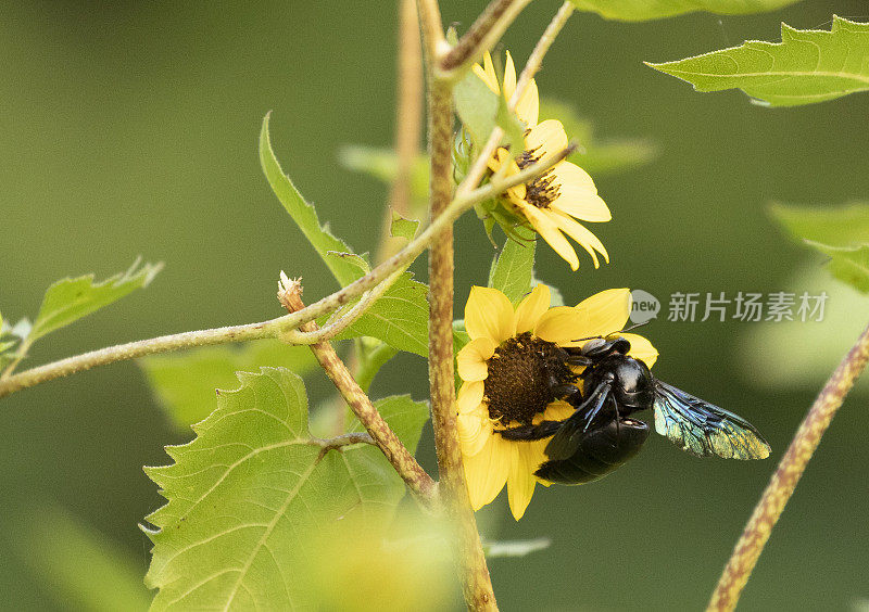 热带木蜂，Xylocopa latipes，采食花;印度